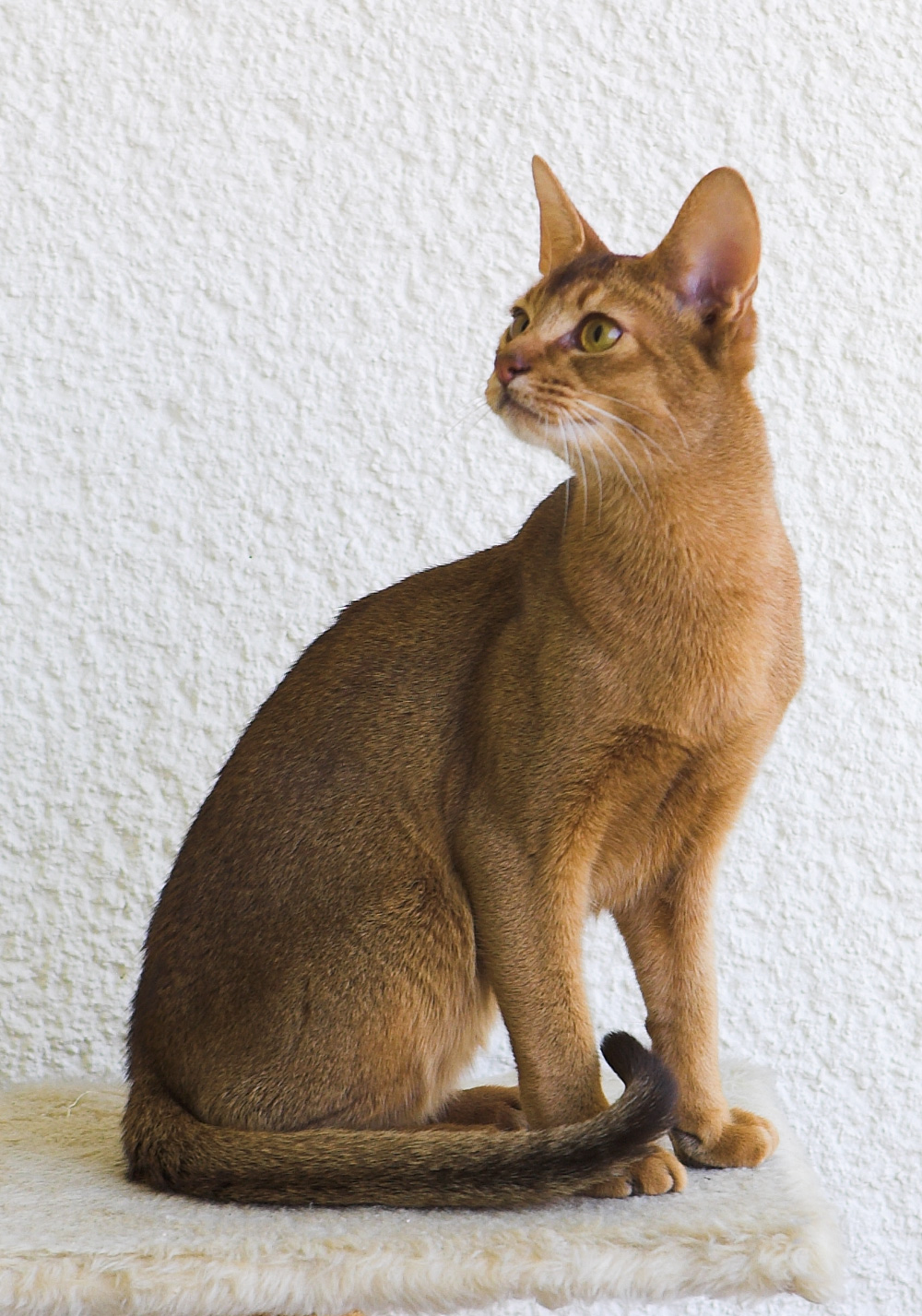 Abyssinian Cat