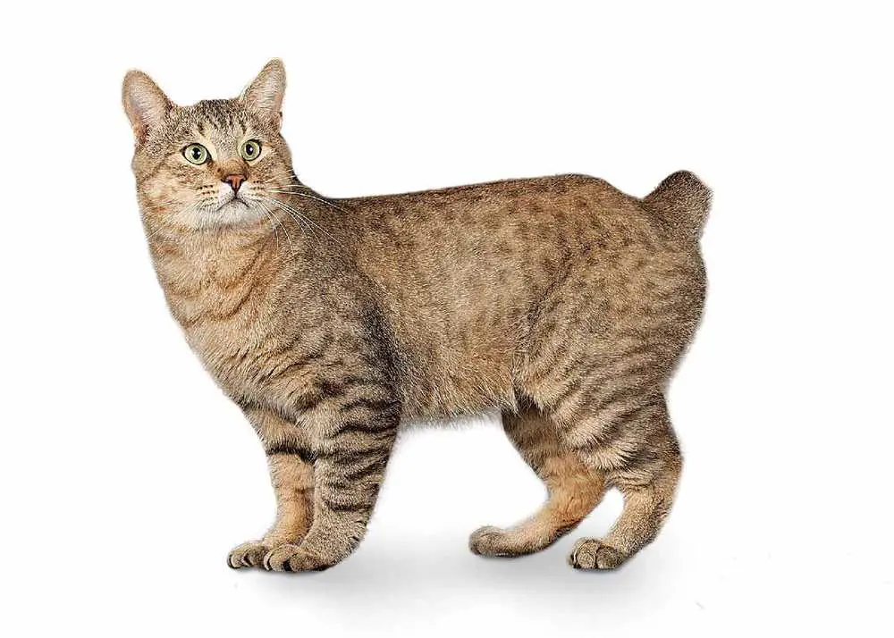 American Bobtail Cat