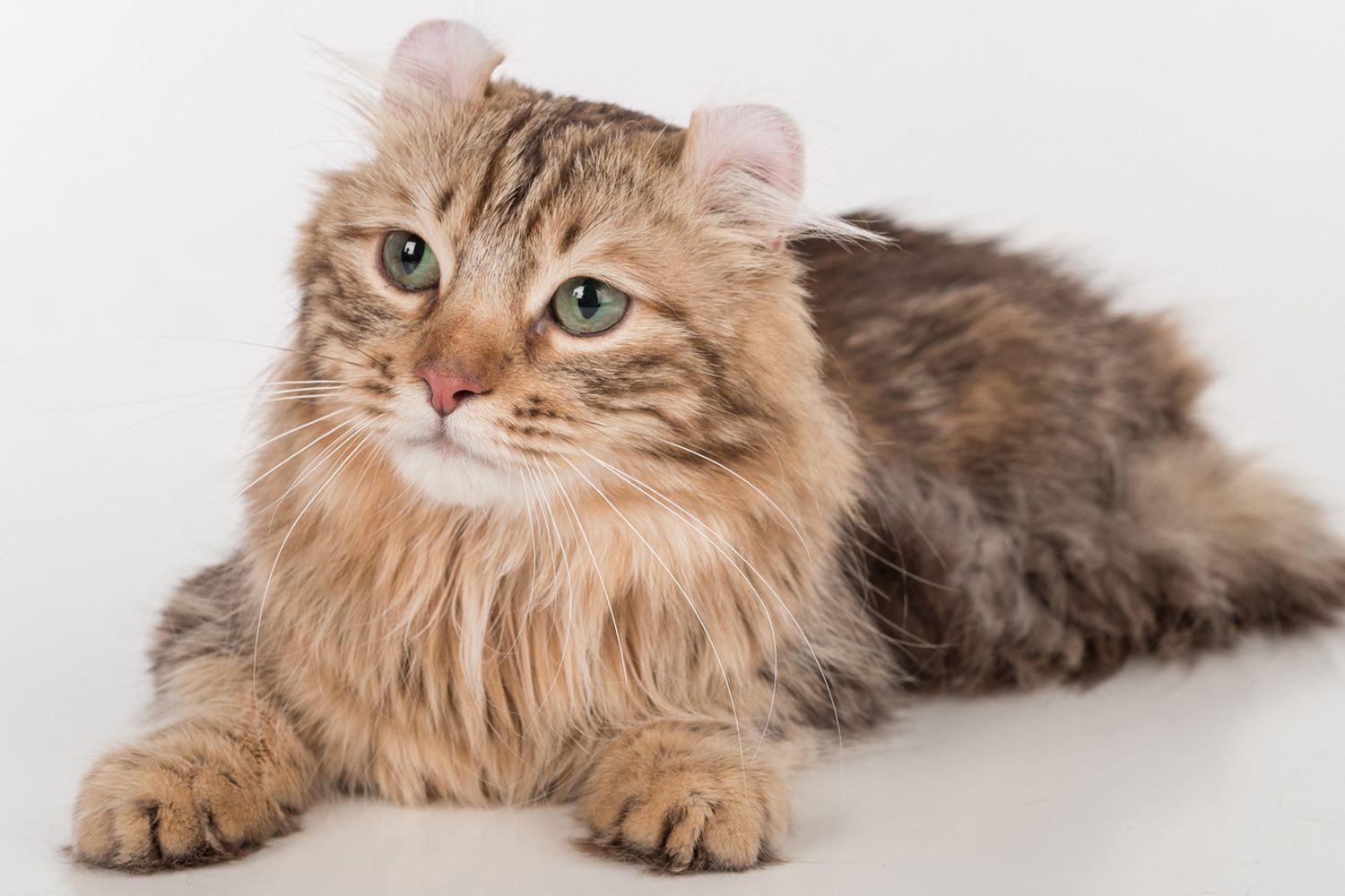 American Curl Cat