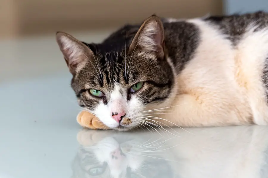 American Wirehair Cat