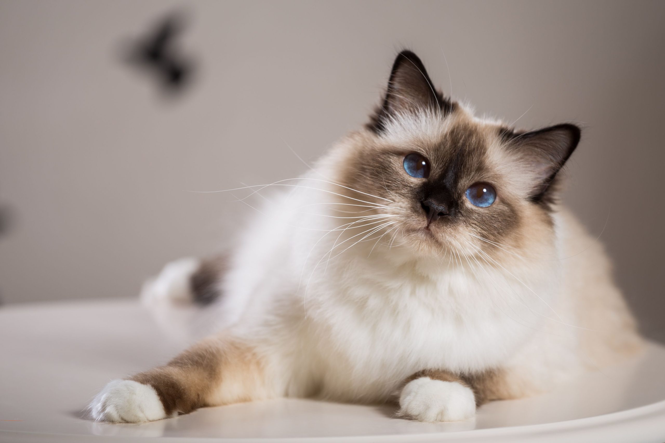 Birman