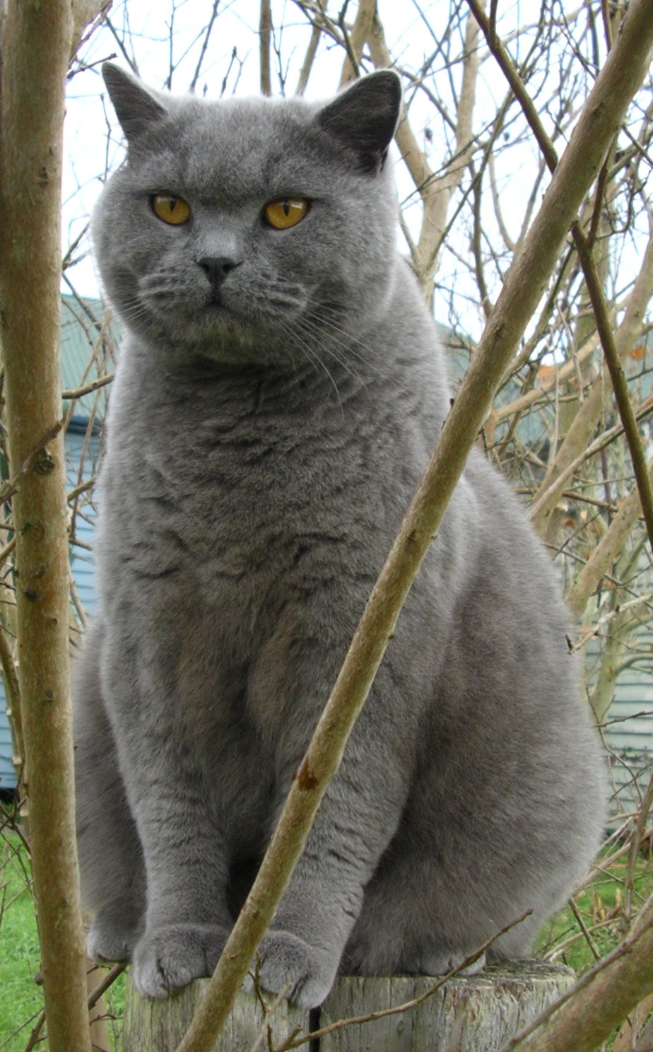 British Shorthair Cat