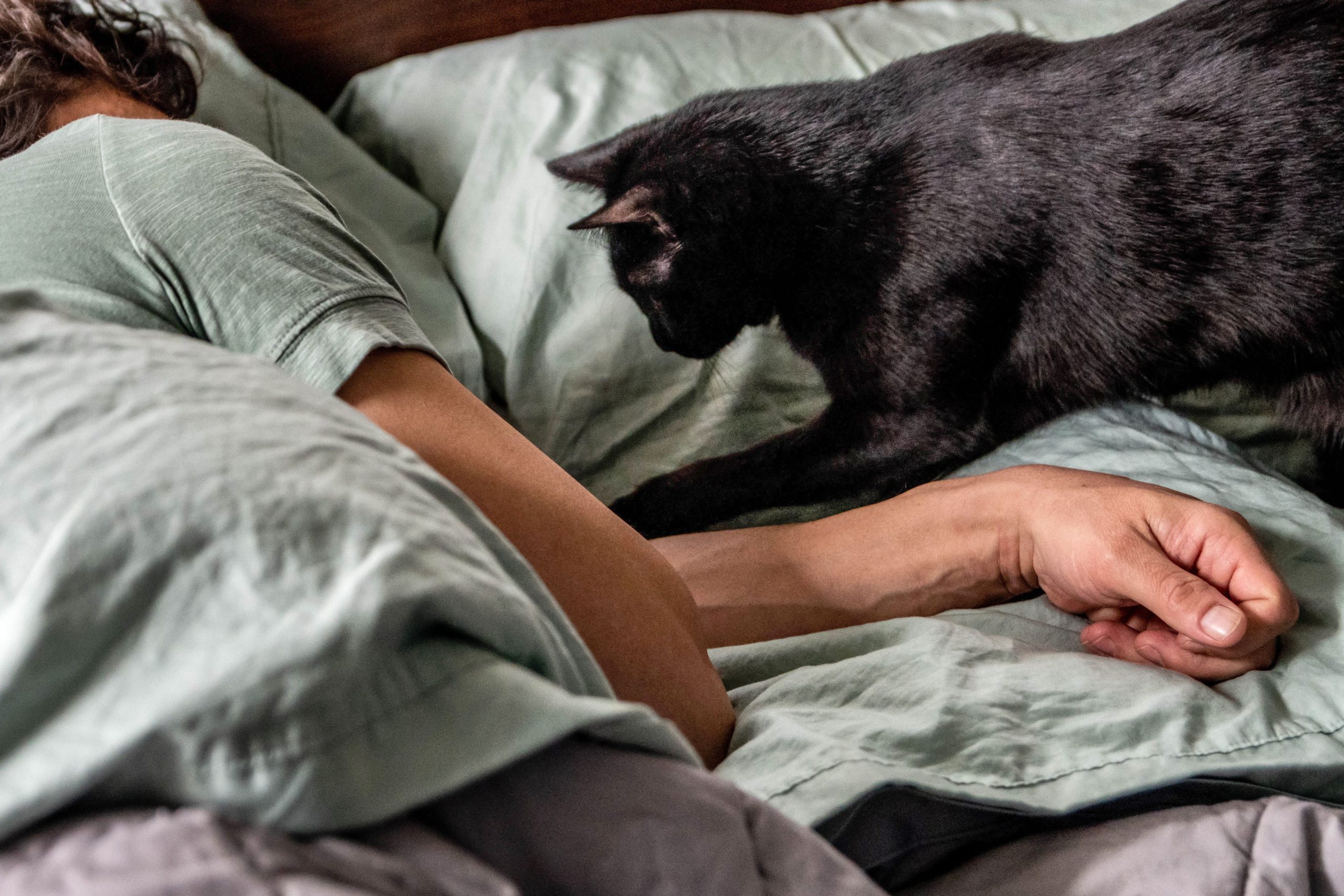 Cat lying on bed disturbing owner's sleep