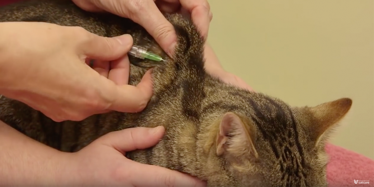 Cat receiving fluid treatment for kidney disease