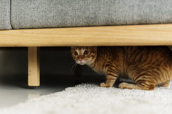 Cat hiding from dog under couch