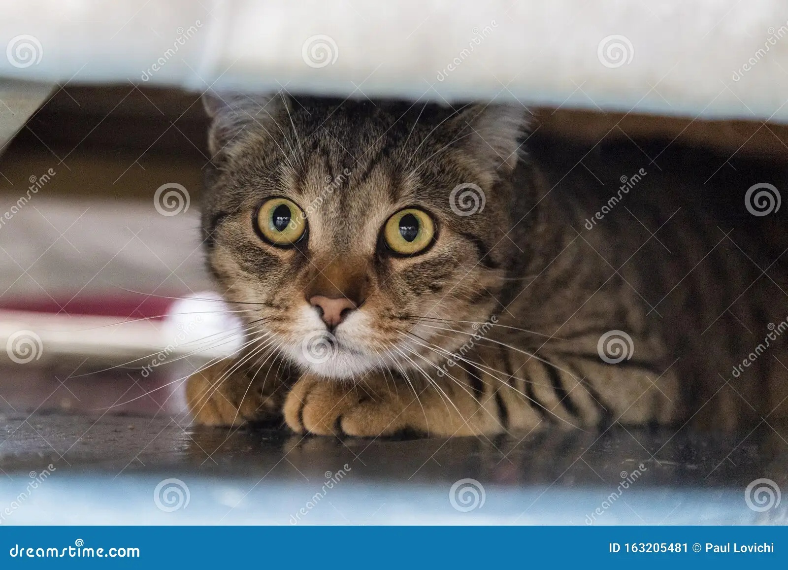 Cat hiding under a chair looking scared