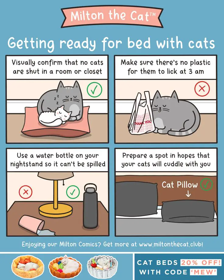 Cat Sleep Routine Image