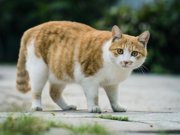 cat with straight up tail wandering house