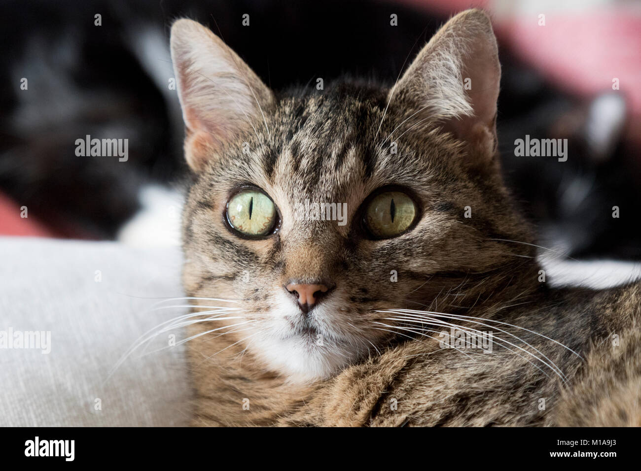 Close up of alert cat with ears perked up intently focusing ears forward