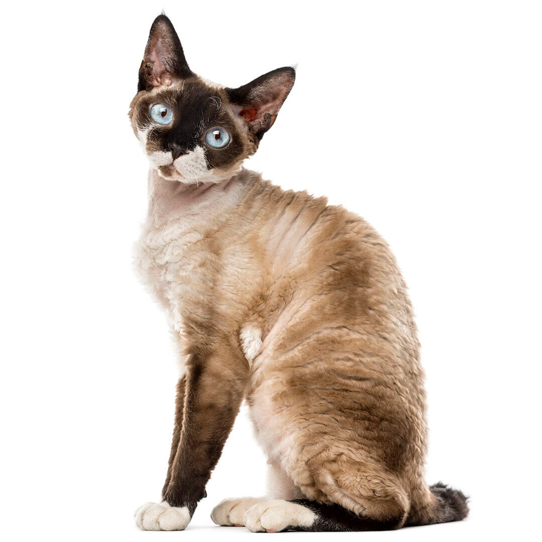 Devon Rex Cat