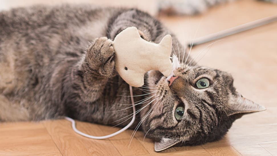 elderly cat playing with toy mouse gently
