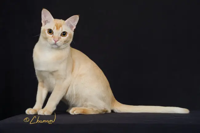 European Burmese Cat