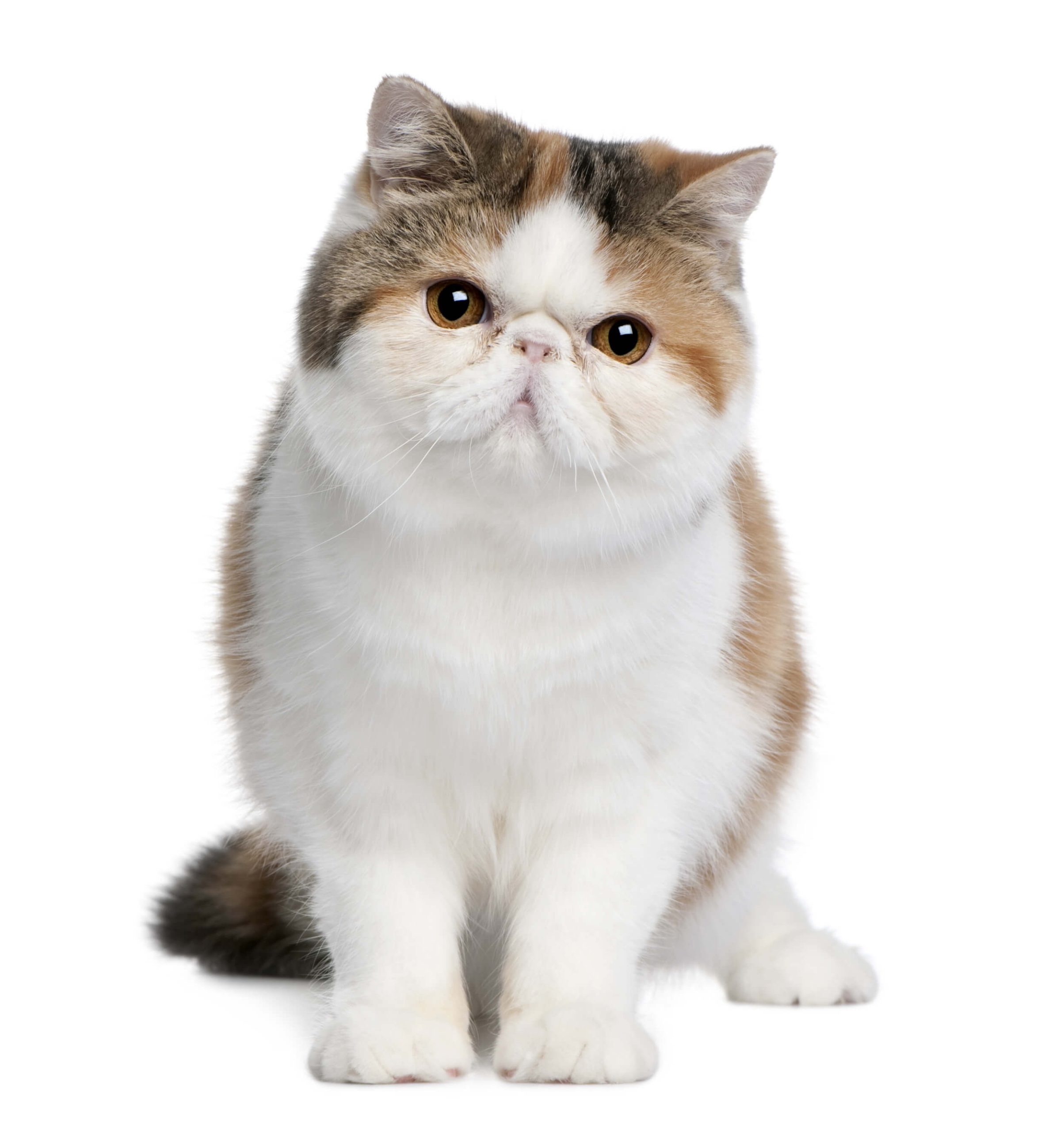 Exotic Shorthair Cat