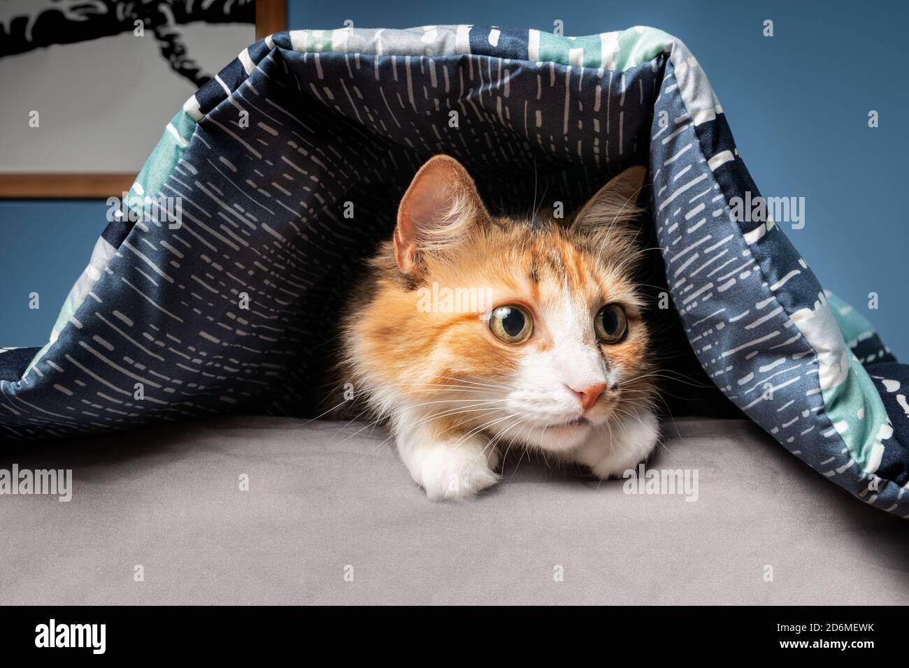 Image Description: A scared aggressive cat hiding under some blankets and towels