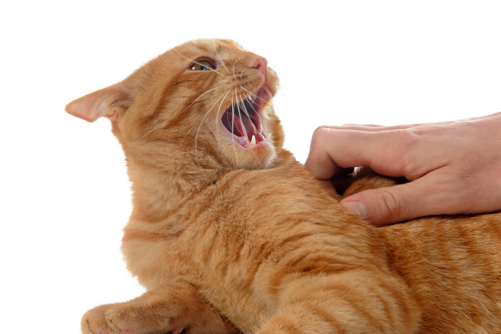 Image Description: An aggressive cat hissing and clawing