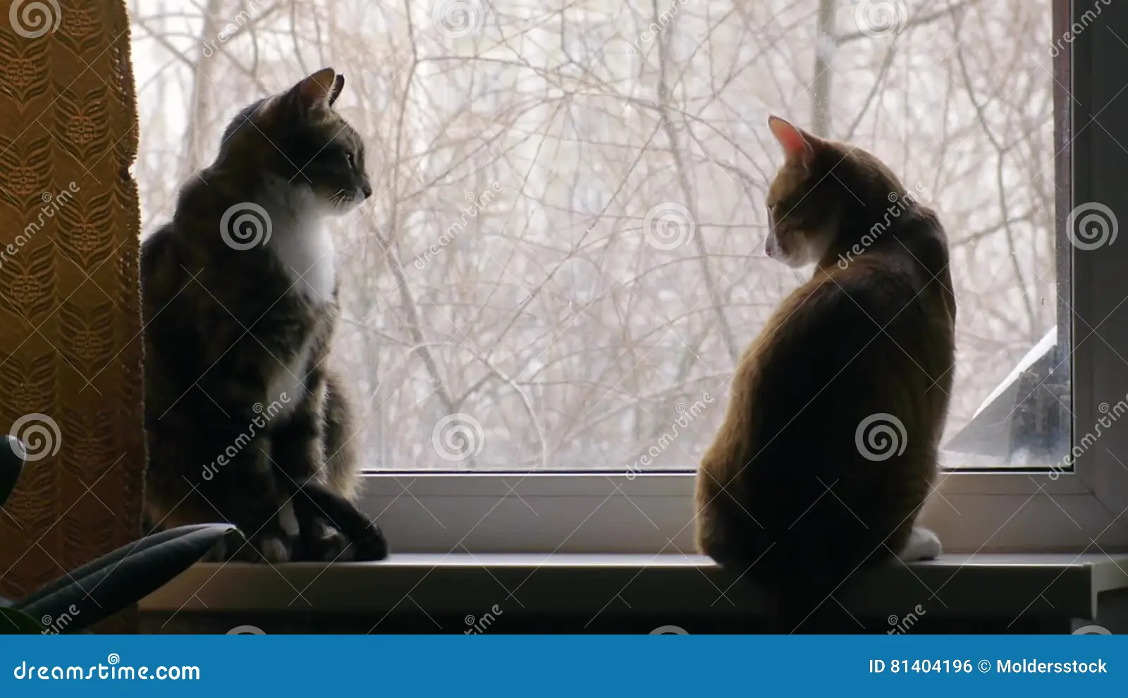Image Description: Two cats fighting over a shared window view spot