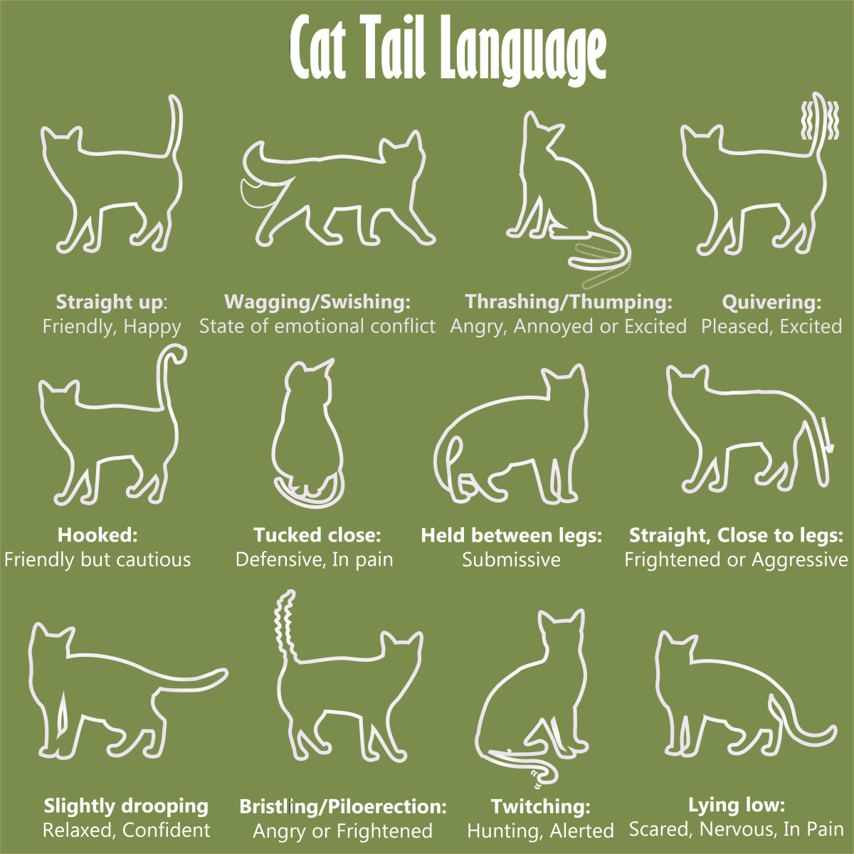 Image of cats showing different body expressions
