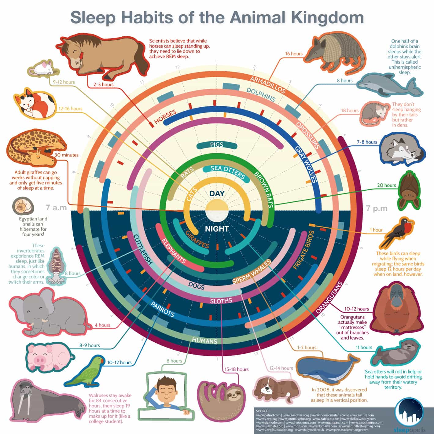 Infochart showing cat sleep cycles versus human overnight sleep