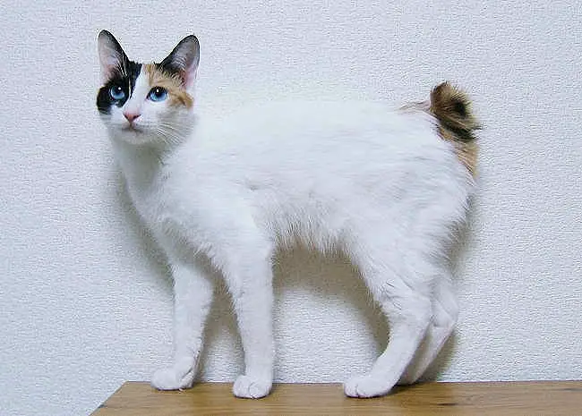 Japanese Bobtail Cat