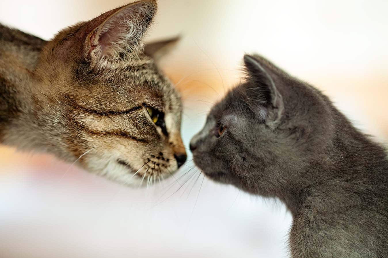 Kitten and adult cat touching noses