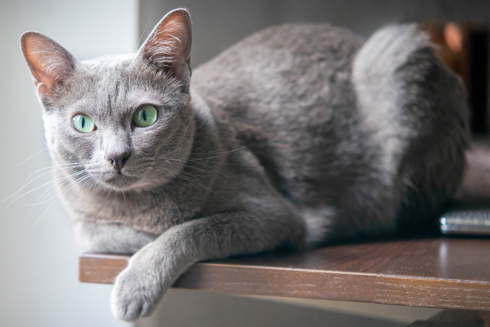 Korat Cat