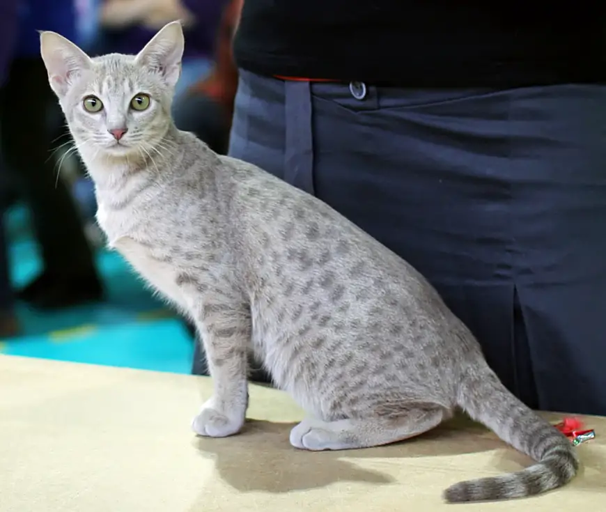 Ocicat