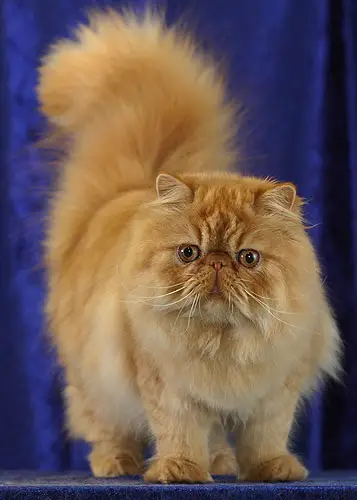 Persian Cat