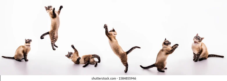 Playful Cats Image