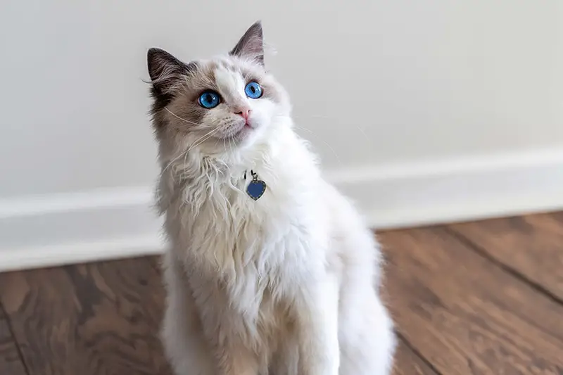 Ragdoll Cat