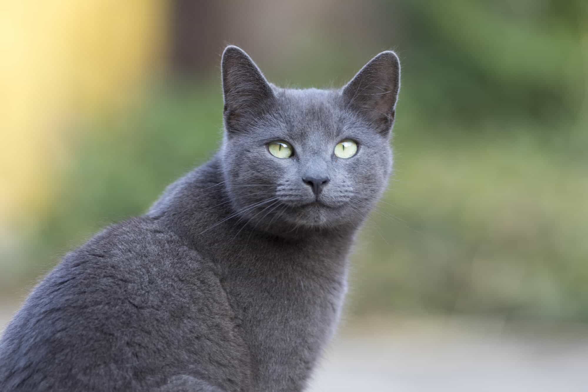 Russian Blue Cat