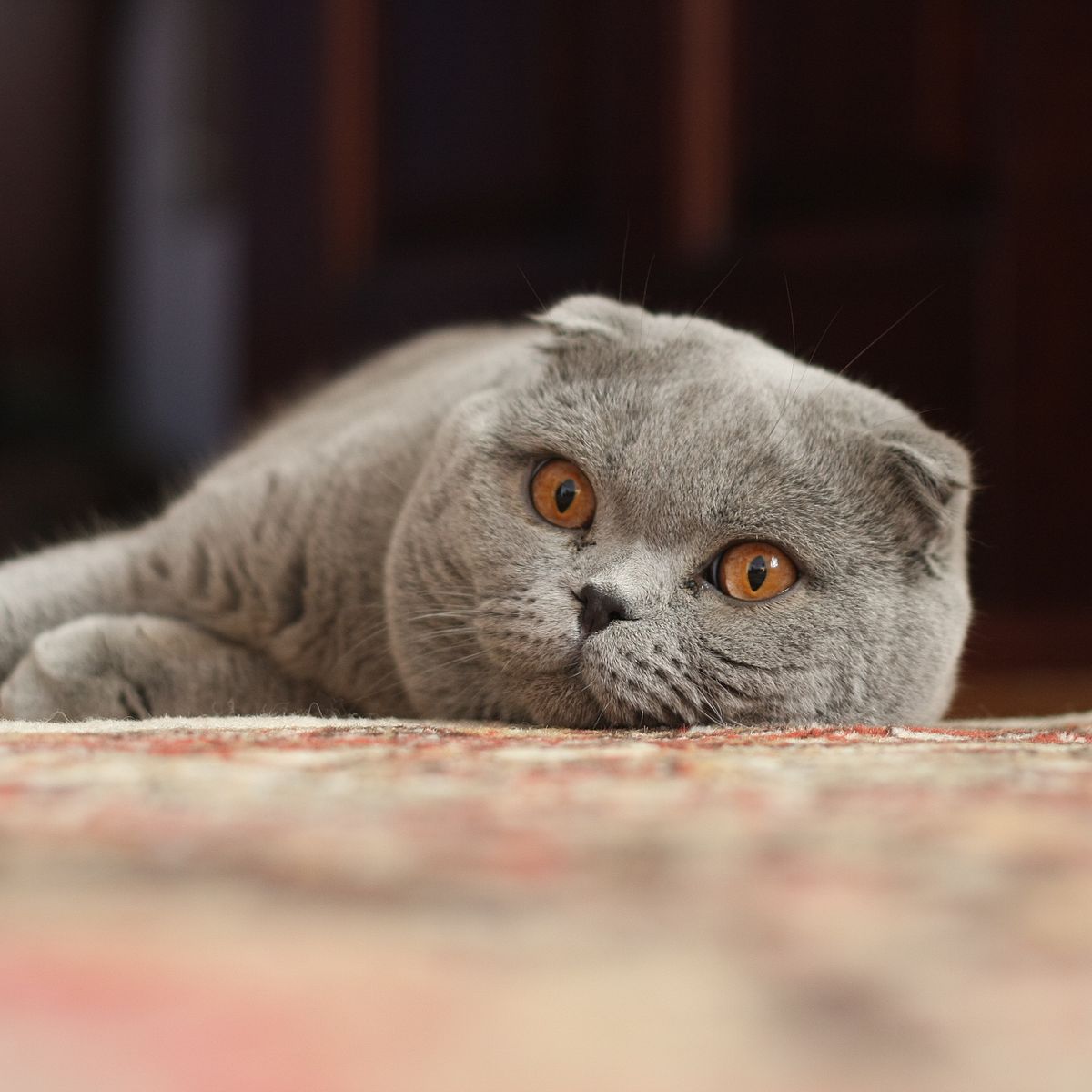 Scottish Fold Cat