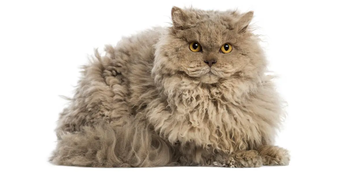 Selkirk Rex Cat