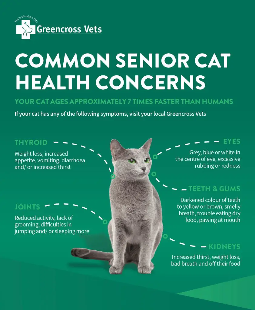 Senior Cat Health