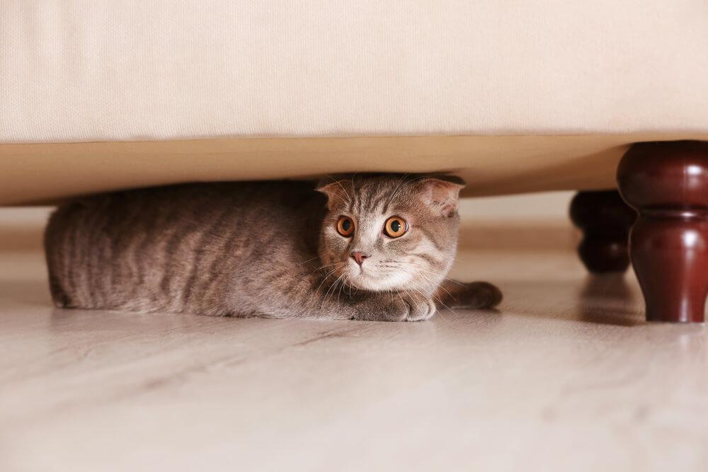 Siamese cat hiding under furniture