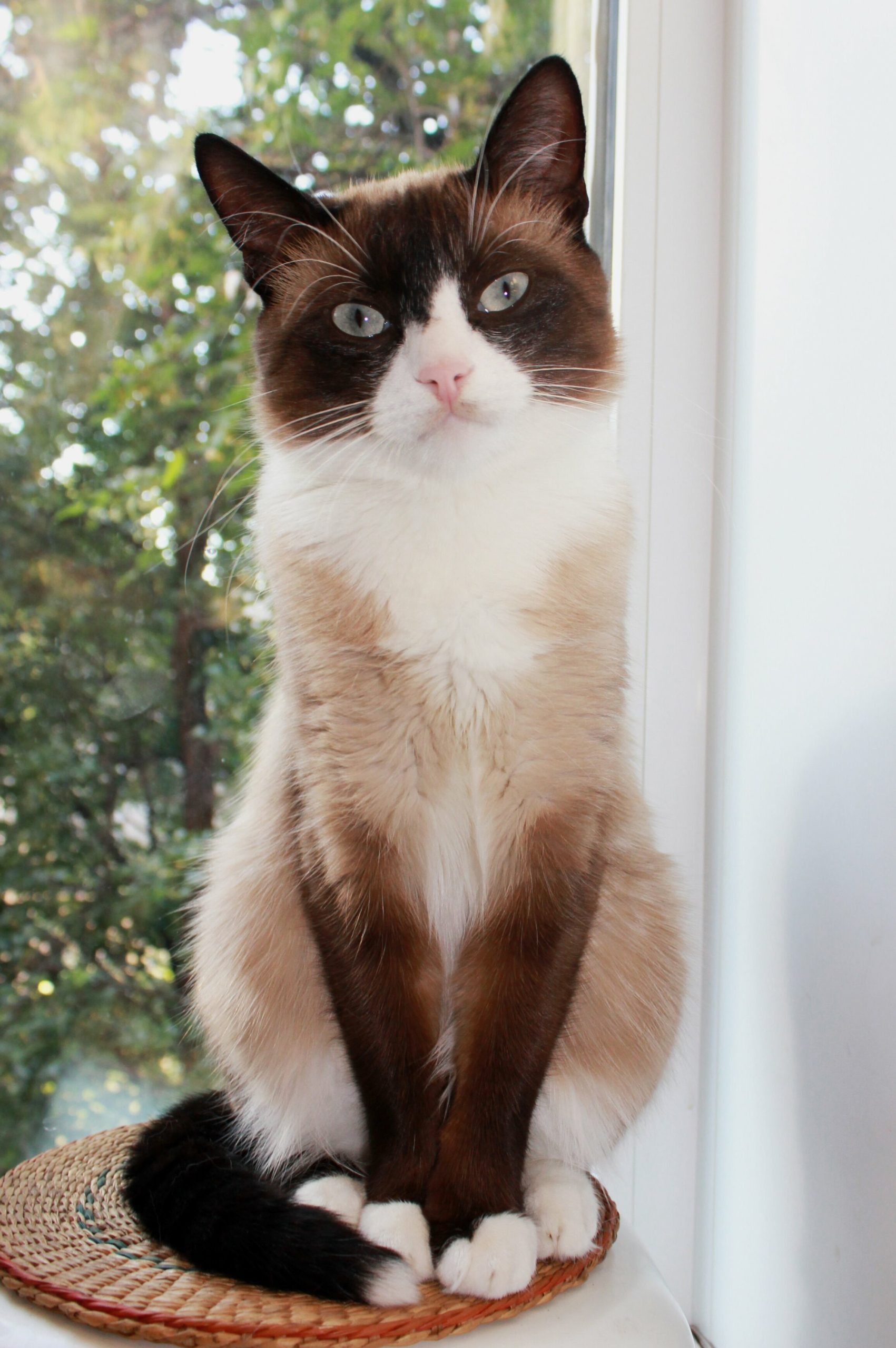 Snowshoe Cat