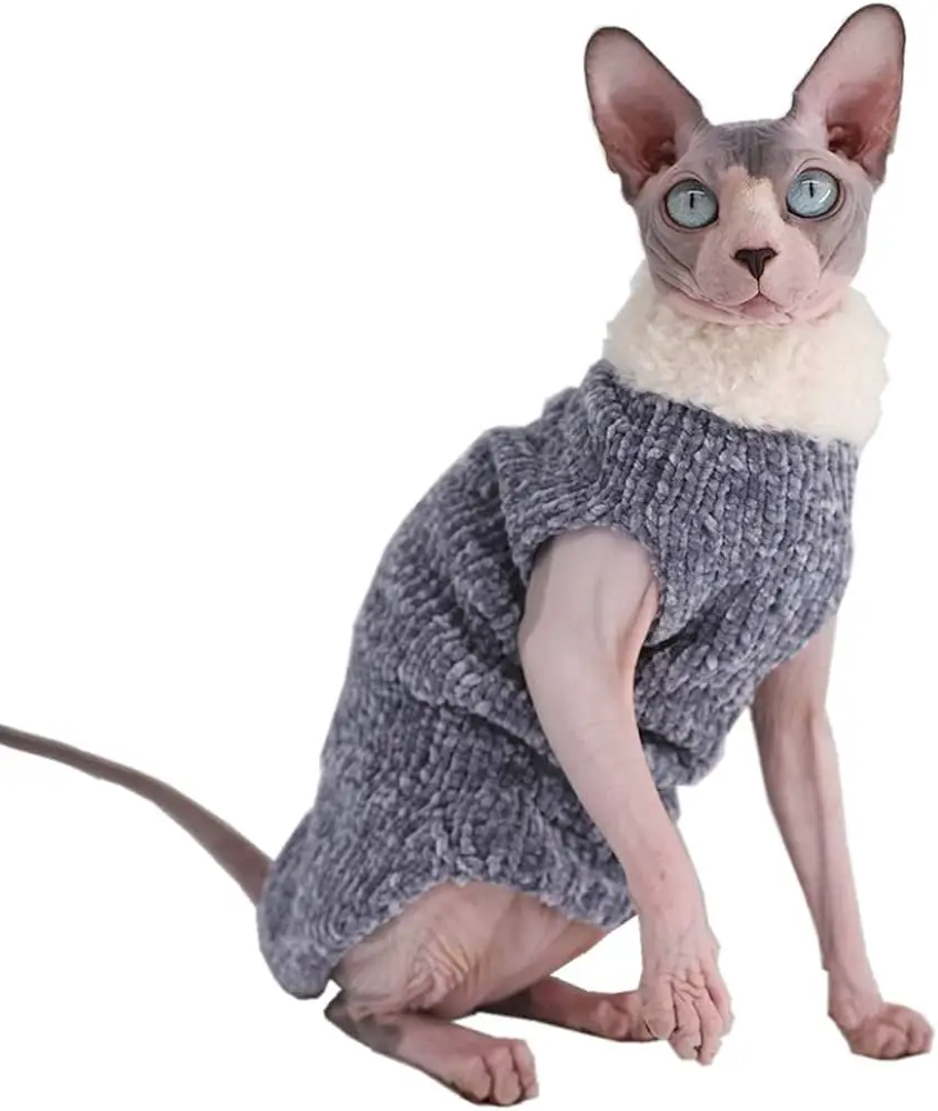 Sphynx Cat