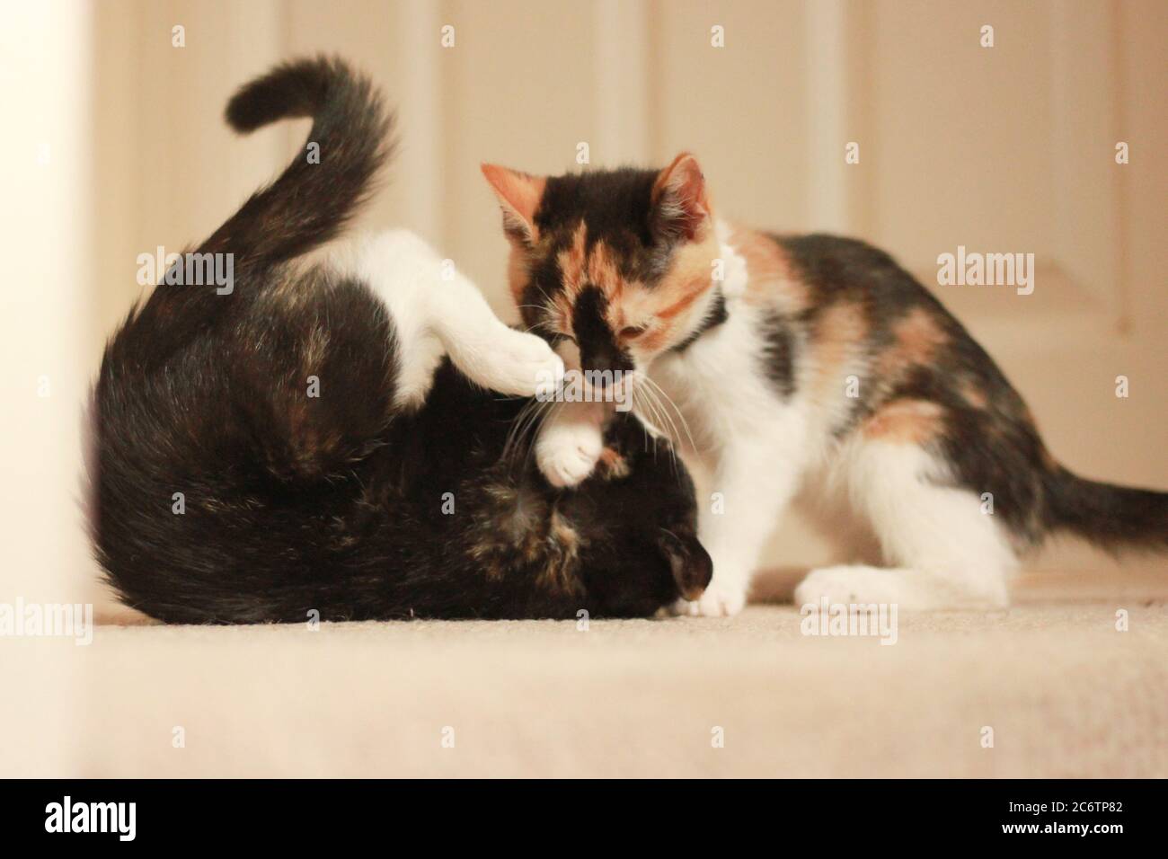 tortoiseshell kitten playing tug of war with another kitten
