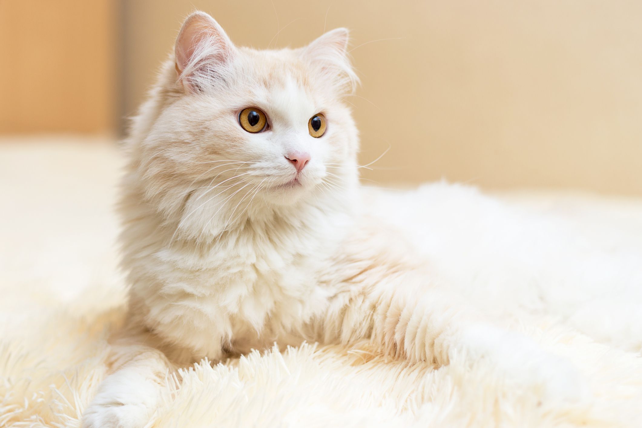 Turkish Angora Cat