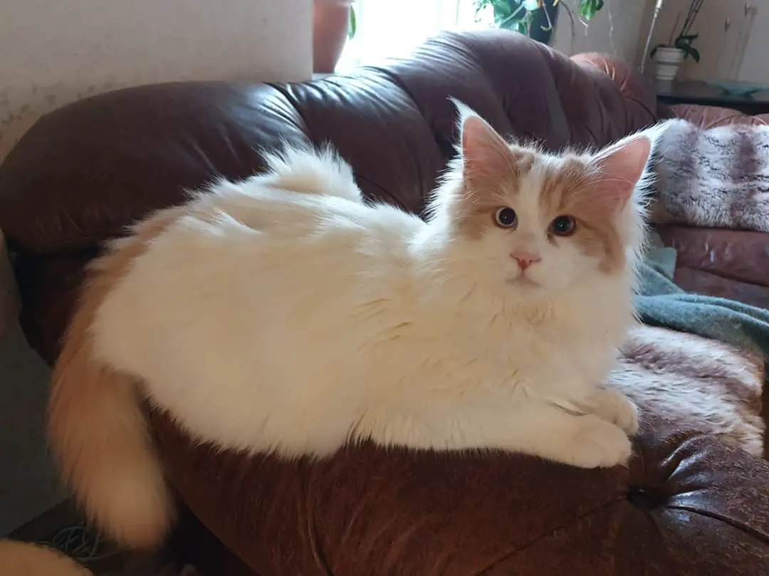 Turkish Van Cat