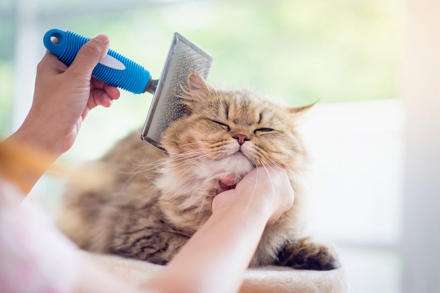Woman brushing long-haired cat while cat enjoys