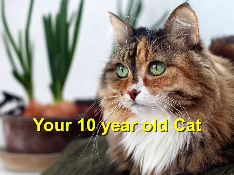 10 year old cat