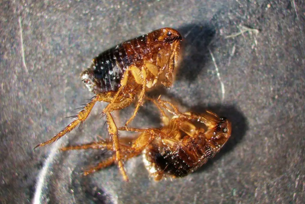 cat fleas are tiny, flattened insects about 1/8 inch long