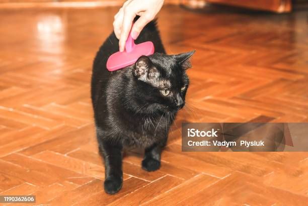 a black cat shedding fur on the floor