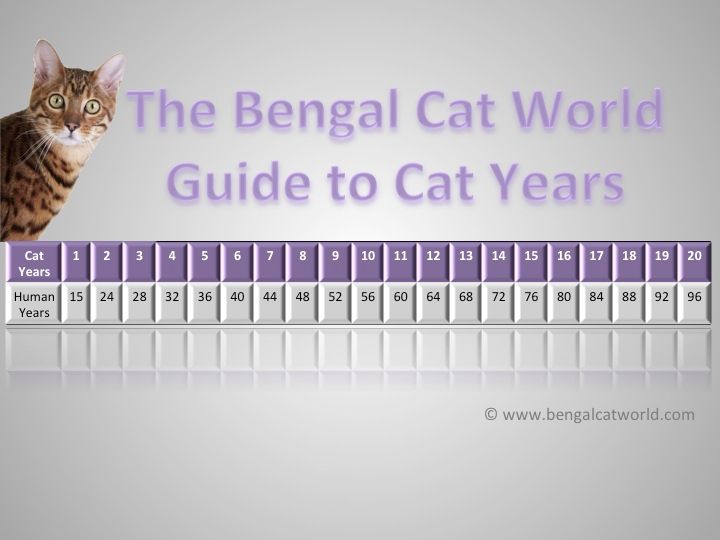 a calculator showing cat to human age conversion