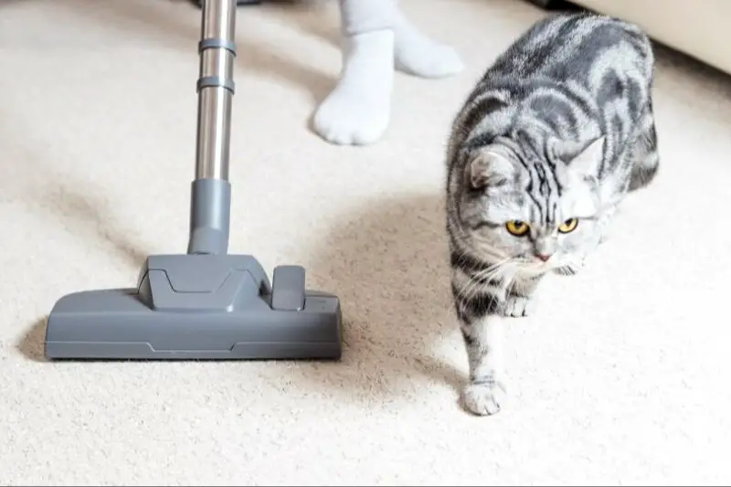 a canister of flea spray and a vacuum on the floor