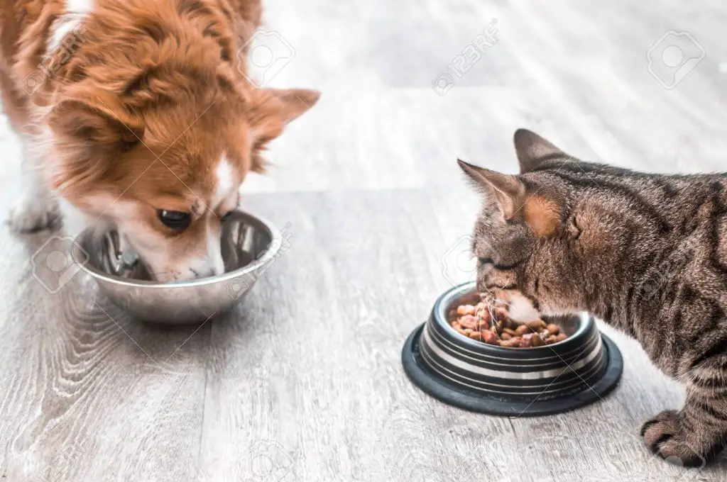 a cat and dog eating food from different bowls