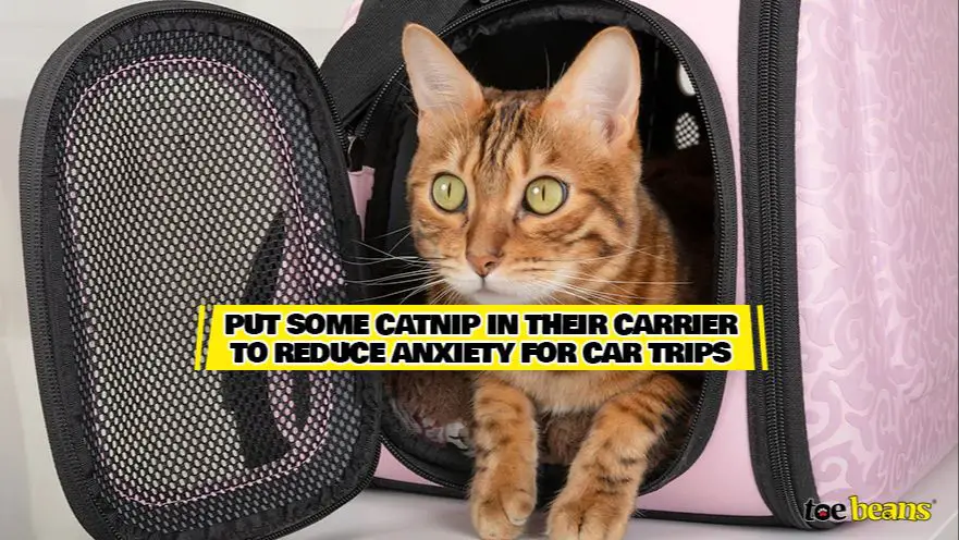 a cat appearing relaxed in a carrier with catnip sprinkled inside.