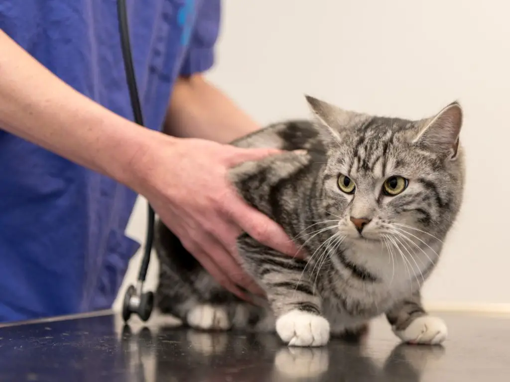 a cat being examined by a vet after a fall