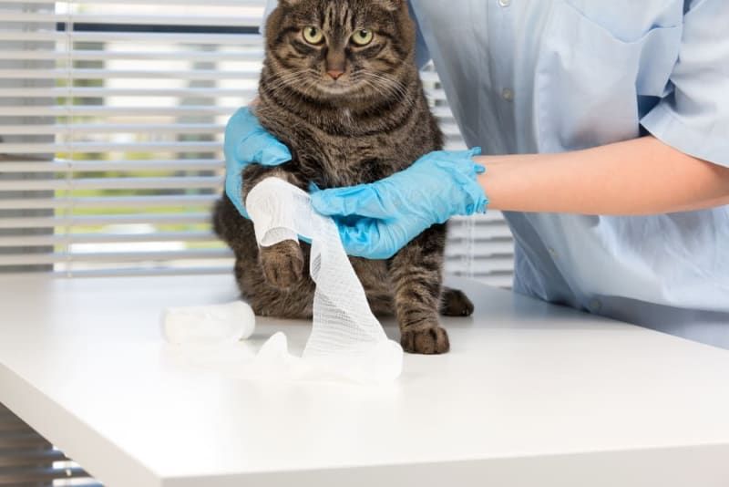 a cat being treated by a veterinarian for injuries
