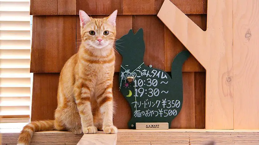 a cat café in japan